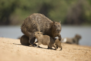 capybara